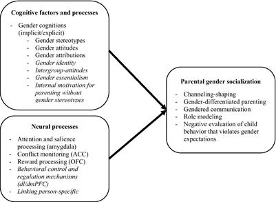 A neurocognitive approach to studying processes underlying parents’ gender socialization